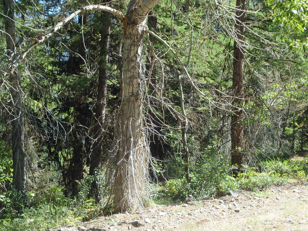 GDMBR: This tree is dropping root branches like a swamp tree.